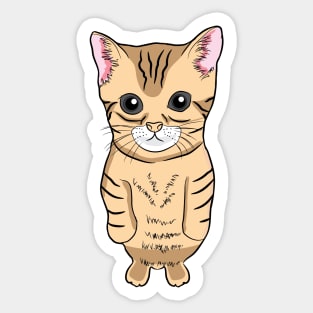 Cute Standing Cat Meme Cute Kitten Standing on Two Feet Sticker